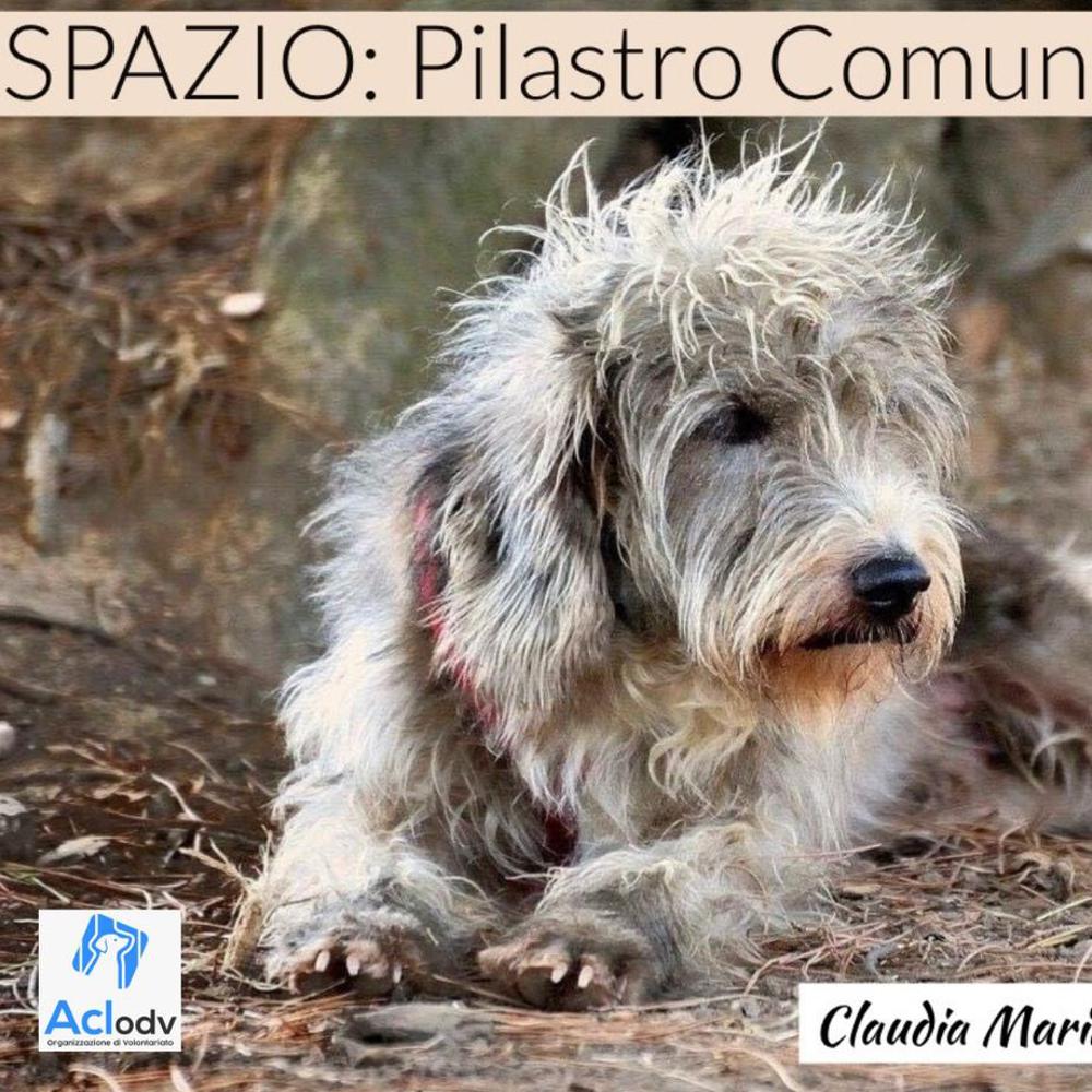Immagine evento